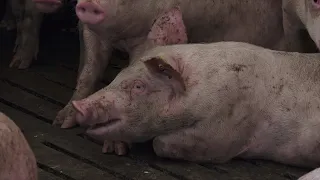 Zaraze ostavile posledice u svinjarstvu