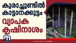 കോഴിക്കോട് കാട്ടാനക്കൂട്ടം കൃഷി നശിപ്പിച്ചു; നാട്ടുകാർ ഭീതിയിൽ, ഫെൻസിങ് വേണമെന്ന് ആവശ്യം | Elephant