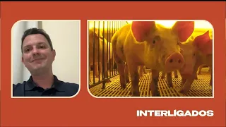 Artificial intelligence and sensors are transforming management and animal welfare in pig farming