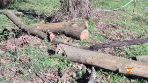 C.Castello: travolto da una pianta, muore 70enne