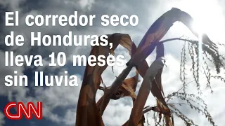 Historic drought in Honduras leaves livestock dying and farmers without harvests