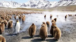 30 Minutes of Perfect Penguin Moments | BBC Earth