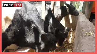 Arĩmĩ amwe gũtiganĩria ũrĩmi kuumana na kwambatĩra gwa thogora wa kurĩma