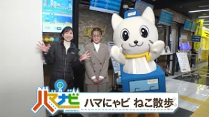ハマナビ　2026年2月21日放送　ハマにゃビ ねこ散歩