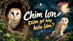 Barn Owls: Omen or Misunderstanding? | Podcast | Can Tho