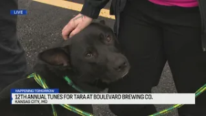 12th Annual Tunes for TARA at Boulevard Brewing Co.