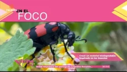 En el Foco: Crean material biodegradable inspirado en los insectos – Vitrina Hoy 08/10/26