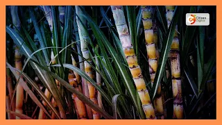 Sugarcane farmers threaten to uproot crop over import concerns