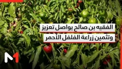 إقليم الفقيه بن صالح يواصل تعزيز وتثمين زراعة الفلفل الأحمر