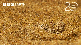 The Blind Hunter Beneath The Namib Desert | 20 Years of Planet Earth II | BBC Earth