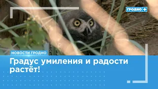First-Ever Snowy Owl Chicks Born at Grodno Zoo