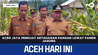 Aceh Jaya Strengthens Food Security with Hybrid Corn Harvest | Aceh News Today