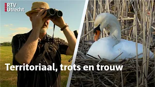 Eddy Zoëy over zwanen | RTV Utrecht