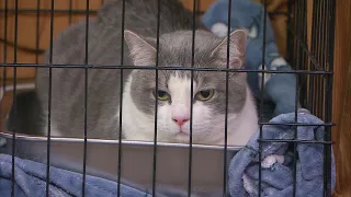 Pet of the Week: Mack, Animal Care Sanctuary