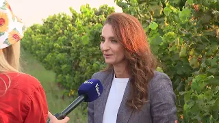 BOJE JUTRA - KOLIKO SE MOŽE ZARADITI OD BERBE GROŽĐA | Vijesti online