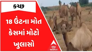 રાજડામાં 18 ઊંટોના મોત લેન્ટેના નામની ઝેરી વનસ્પતિ ખાવાથી થયું હોવાનું PM રિપોર્ટમાં આવ્યું સામે