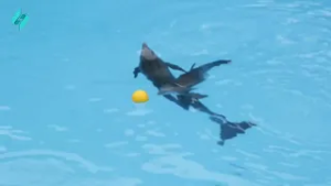 Sən demə, delfinlər məsum deyilmiş | Canlı Yayım