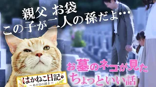 【はかねこ日記 特別編〜３歳の女の子が初めてのお墓参り】ぷにょ丸が見たお墓でのちょっといい話！#ネコ #猫 #ともさかりえ #お墓参り #猫のいる暮らし #猫動画  #猫好きさんと繋がりたい