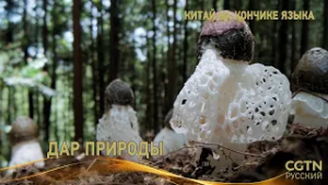 «Китай на кончике языка» (Сезон IV) Серия 4 «Дар природы»