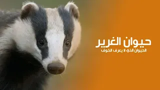 المخلوق الصامد الذي لايُقهر: كيف ينجو الغرير في عالم القتلة | كويست عربية Quest Arabiya