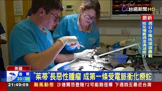 Cancer Experts Use "Electrochemotherapy" to Save Python's Life for the First Time