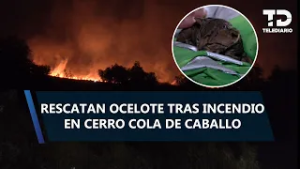 Llamas consumen cerro Cola de Caballo; emergencia moviliza a cuerpos de auxilio