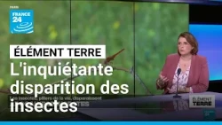 COP17 Biodiversité: la disparition des insectes, un drame pour la vie sur Terre • FRANCE 24