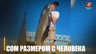 Сома размером с человека поймал рыбак в Припяти
