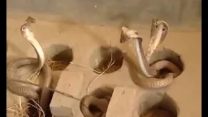 BTV : ঘরে সাপ পালন || BTV World Unofficial