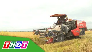 Rice prices edge up, bringing joy to farmers | THDT