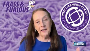 Kansas scientists explore mealworm-based vaccine to fight bird flu