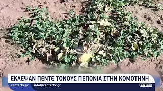 Έκλεψαν πέντε τόνους πεπόνια στην Κομοτηνή
