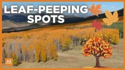 Where and when to see colorful leaves in Flagstaff