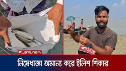 নিষেধাজ্ঞা অমান্য করে রাজবাড়ীর পদ্মায় অবাধে চলছে ইলিশ শিকার | Hilsa | Drive | News | Jamuna TV