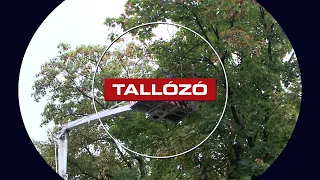 Fakivágás – kizárólag a veszélyes példányokat távolítják el - Tallózó - 2026.09.04.