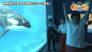 ウミガメの赤ちゃんに会える♡ 名古屋港水族館（名古屋市港区）【あまドラ～天野っちのドライブしよう！！～】