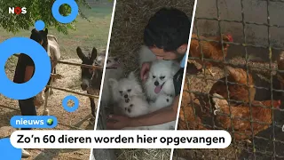 These pets are being sheltered due to the Spanish wildfires
