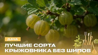 08/08/26 dacha