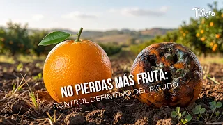 Stop losing more fruit: Definitive control of the weevil - TvAgro by Juan Gonzalo Angel