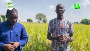 AYEKOO: “WE HAVE QUALITY RICE SEEDS READY FOR THE 2026 FARMING SEASON' — SARI