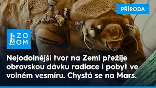Želvušky: Nezničitelní tvorové - variabilita