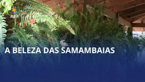 Samambaias viçosas roubam a cena no bairro Bela Aliança, em Rio do Sul
