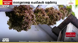 തീരമണ്ണിലും കമ്പോഡിയൻ വസന്തം; വീട്ടുമുറ്റത്ത് മുന്തിരി വിളയിച്ച് കർഷകൻ