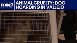 Dozens of dogs removed from Vallejo home in hoarder investigation | KTVU