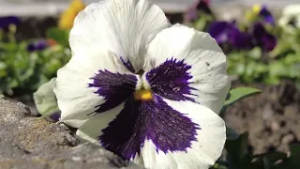 TV Informator  - VREME 05 03 2026