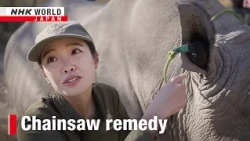 Japanese safari guide helping save African rhinosーNHK WORLD-JAPAN NEWS