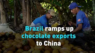 Brazil ramps up chocolate exports to China