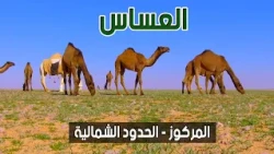 العساس | المركوز - الحدود الشمالية ( 16-4-1440 هـ )