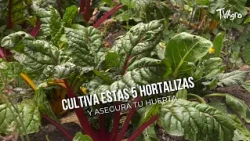 Grow These 5 Vegetables and Secure Your GARDEN 🥬- TvAgro by Juan Gonzalo Angel