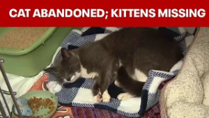 Nursing cat left at Fishtown Animal Hospital; kittens still missing